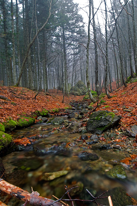 foliage, autunno, faggi val d'aveto